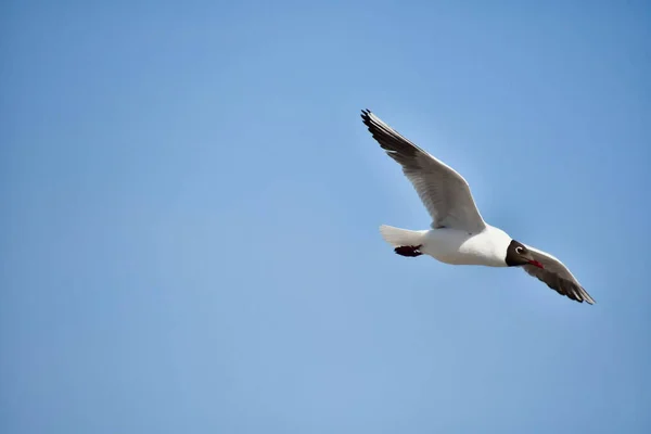 Uma Bela Gaivota Branca Voando Alto Contra Céu Azul Sem — Fotografia de Stock