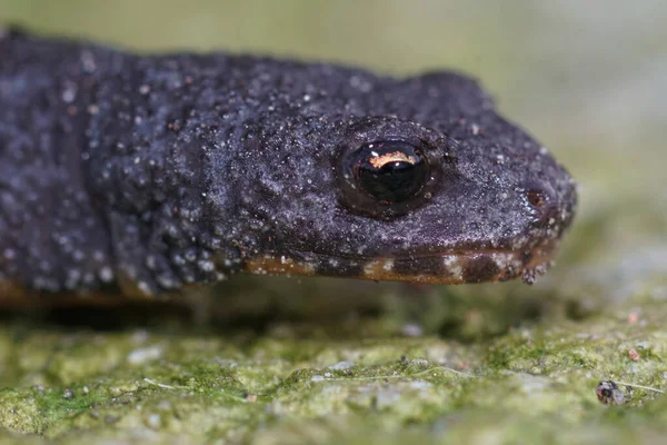 Fechar Cabeça Tritão Alpino Juvenil Terrestre Fêmea Ichthyosaura Alpestris Jardim — Fotografia de Stock