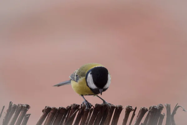 Eine Nahaufnahme Einer Entzückenden Elster Birs Mit Rosa Hintergrund — Stockfoto