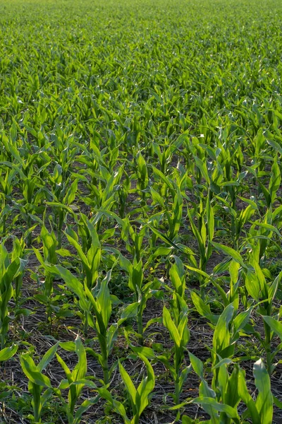 Ein Grünes Junges Maisfeld Santa Argentinien — Stockfoto