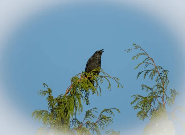 Tranquil Scenery Vulture Perched Tree Blue Sky White Vignette Background — Stock Photo, Image