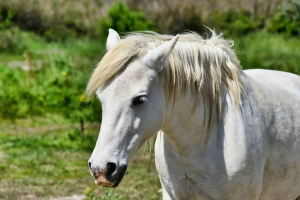 Een Portret Van Een Wit Prachtig Paard Het Veld — Stockfoto