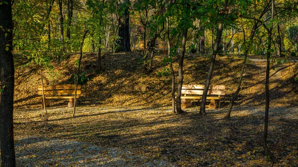 在湖畔的一个公园里 有许多长椅 这些长椅映衬着树木 令人叹为观止 — 图库照片