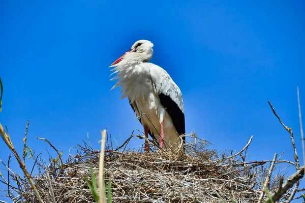 Eine Seitenansicht Eines Niedlichen Storchs Der Seinem Nest Unter Blauem — Stockfoto