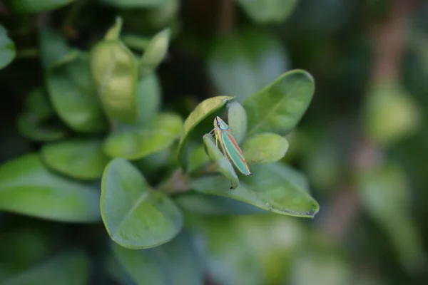 Macro Une Cicadelle Sur Une Feuille Verte — Photo