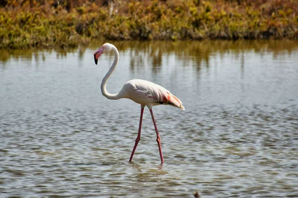 Cute Elegant Flamingo Walking Water Zoo — Stock Photo, Image