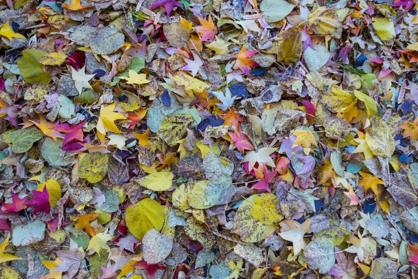 Fundo Colorido Expirado Feito Folhas Outono Caídas Solo Das Ruas — Fotografia de Stock