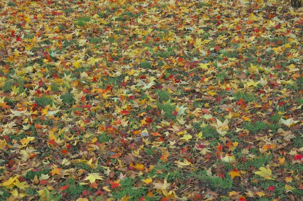 Висококутний Знімок Різнокольорового Листя Покриває Землю Килим Лісі — стокове фото