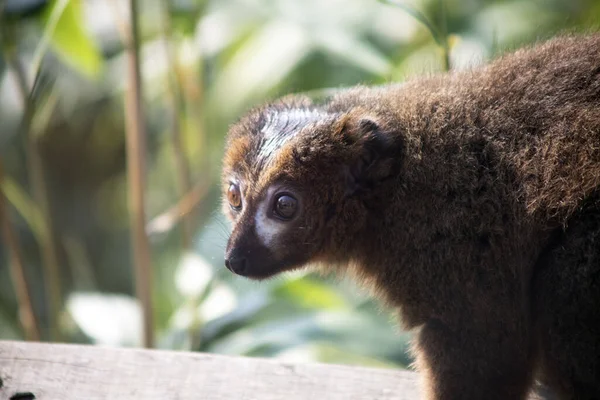 Detailní Záběr Opice Zoo Colchesteru Během Dne — Stock fotografie