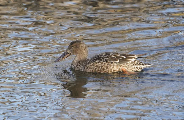 Northern Shoveler Spatula Clypeata Female Winter Plumage Andalucia Spain — Stock Photo, Image