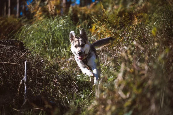 Selektiv Tysk Herde Blandar Hund Som Springer Skog — Stockfoto