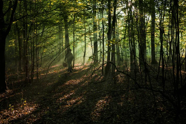 Ağaçların Arasından Süzülen Güneş Işığıyla Dolu Yeşil Yoğun Bir Orman — Stok fotoğraf