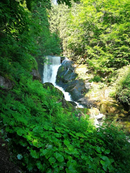 Pionowe Ujęcie Małego Wodospadu Lesie — Zdjęcie stockowe