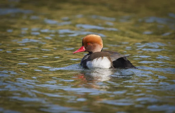 Red Crested Pochard Netta Rufina Drake Zimě Peří Koupání Andalusie — Stock fotografie