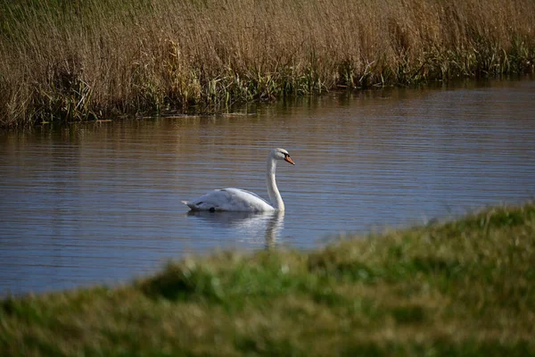 一只白色优雅的天鹅在芦苇附近的湖中涉水 — 图库照片