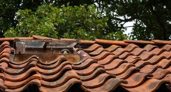 Roofvogel Die Uit Het Oude Dakraam Kijkt — Stockfoto