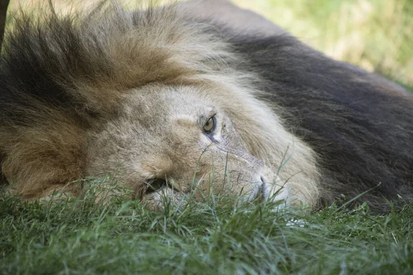 Primer Plano León Zoológico Colchester Durante Día — Foto de Stock