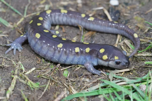 Plan Complet Une Salamandre Maculée Mâle Ambystoma Maculatum Assise Par — Photo