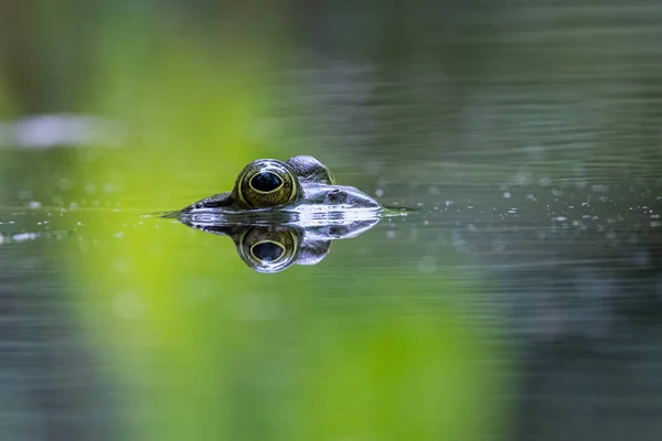 Gros Plan Une Grenouille Sur Lac — Photo