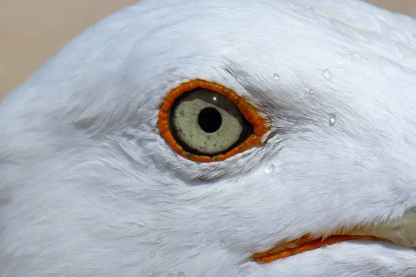 ヨーロッパのハーリング グルの緑の目のクローズアップ — ストック写真