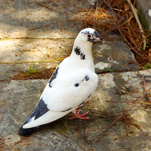 乾いた草で地面に鳩の黒と白のクローズアップショット — ストック写真