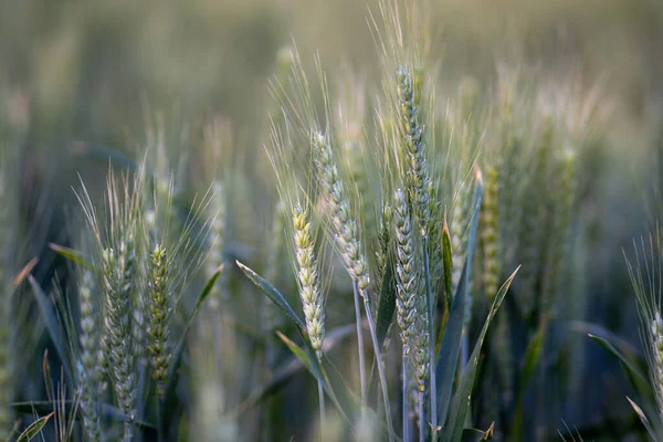 阿根廷圣达菲的一个绿色小麦田 — 图库照片