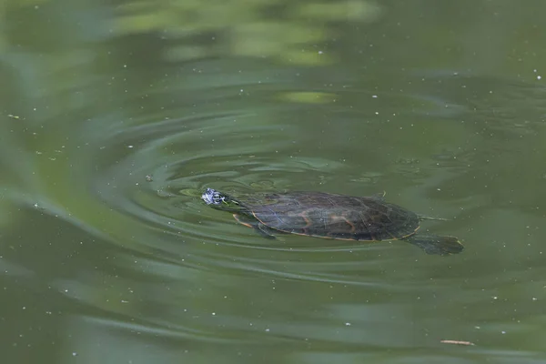 Closeup Shot Turtle Lake — Stock Photo, Image