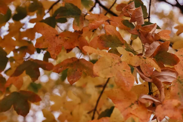 Selective Focus Shot Forest Tree Branch Autumn Yellow Orange Leaves — Stockfoto