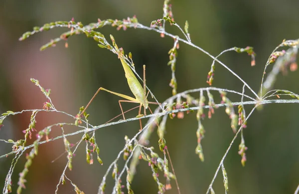 Selective Focus Shot Grasshopper Perched Plant — стоковое фото