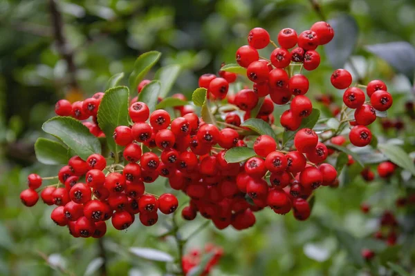 Detailní Záběr Větve Plné Hlohu Crataegus Microphylla Rozmazaným Pozadím Stromů — Stock fotografie