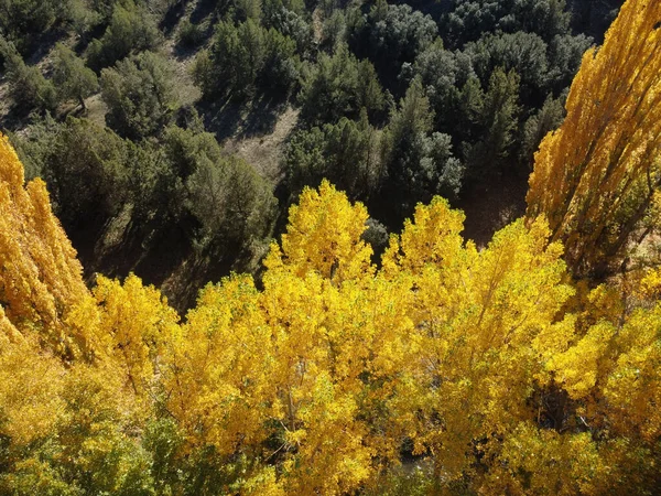 Aerial View Autumn Trees Forest Albarracin Aragon Spain — Foto Stock