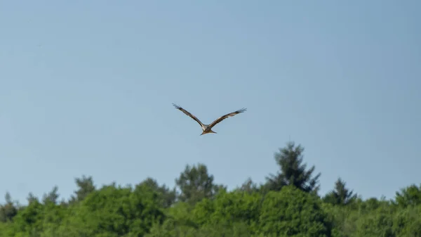 Red Kite Bird Prey Flight — стоковое фото