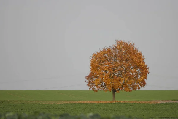 Lonely Blooming Autumn Tree Field — Fotografia de Stock