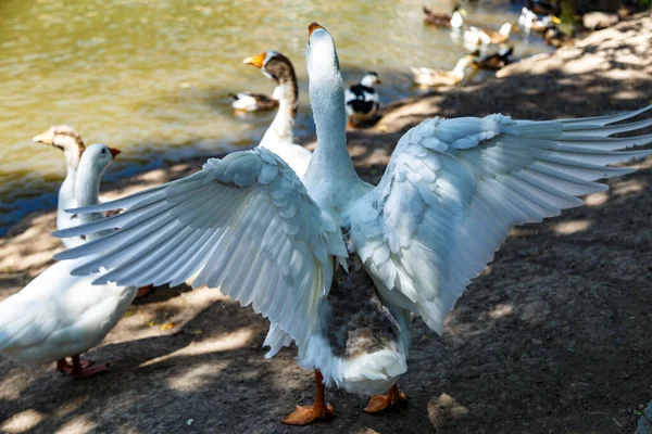 Goose Preparing Fly Away Lake Shore — Stockfoto