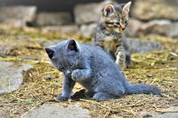 Adorable Pair Kittens Scratching Themselves — Stock Photo, Image