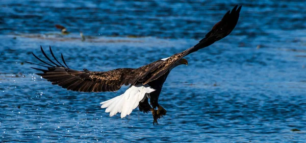 Closeup Shot Bald Eagle Flying Water — стоковое фото