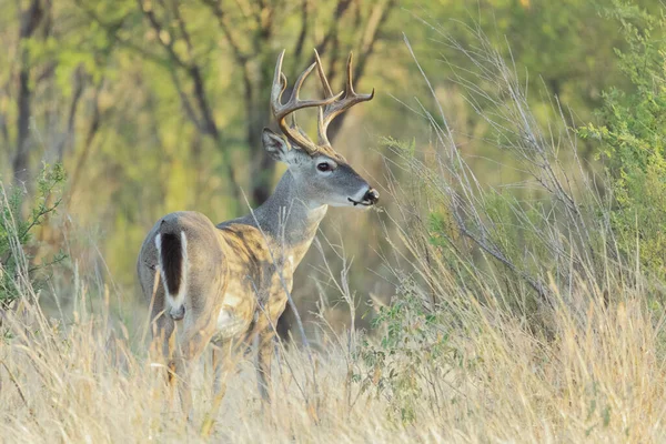 Closeup Beautiful White Tail Deer Field — Stockfoto