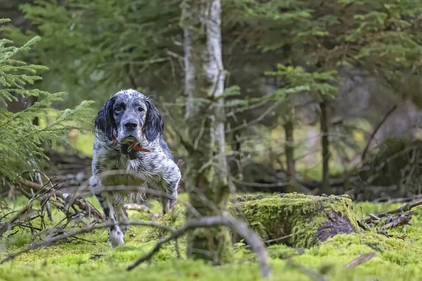 Adult English Setter Dog Running Woods —  Fotos de Stock