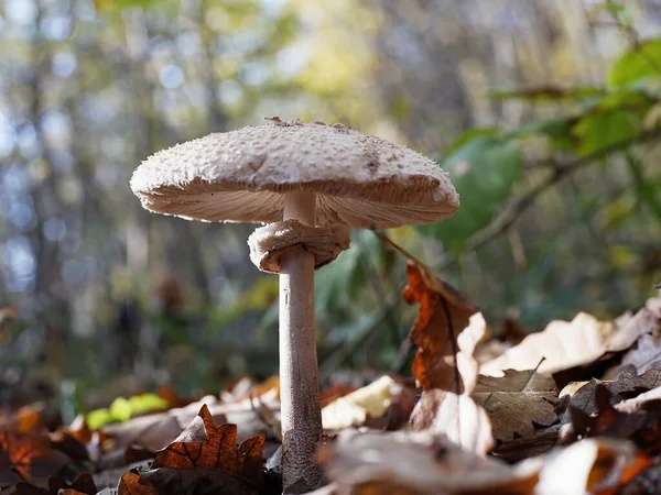 Mushroom Dry Autumn Leaves Forest — Stockfoto