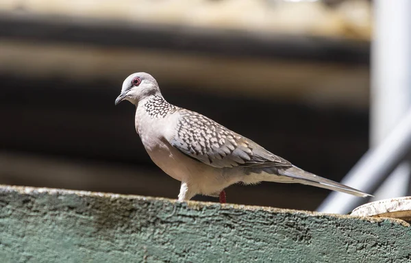 Spotted Dove Perched Wall — Foto Stock
