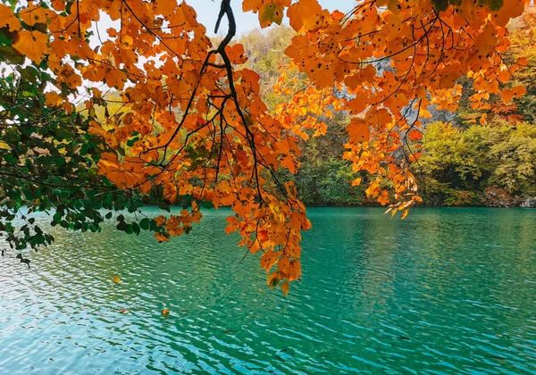 Green Calm Lake Orange Tree Branches Famous Plitvice Lakes National — Foto de Stock