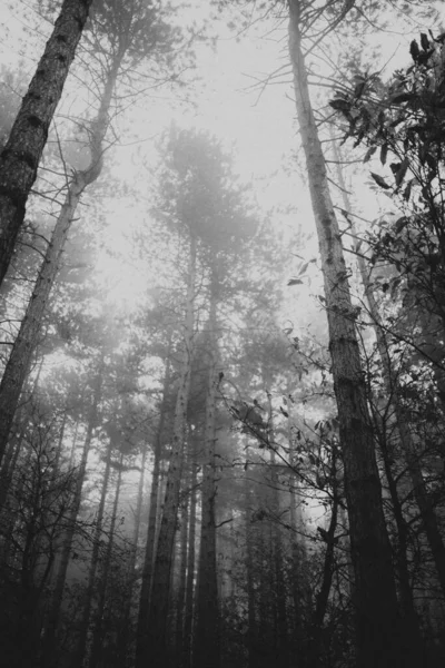 Cazin Bosnien Und Herzegowina Nov 2021 Ein Graustufiger Magischer Nebelwald — Stockfoto