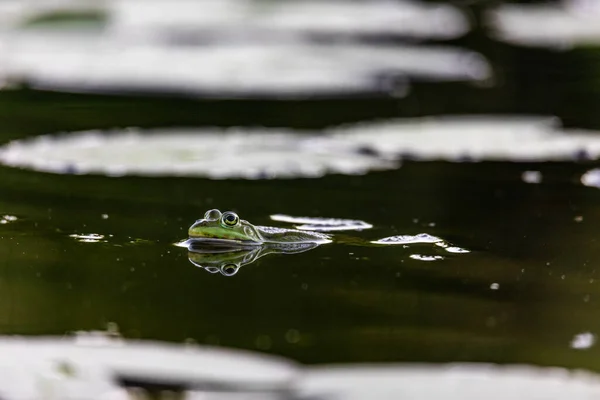 Shallow Focus Frog Swimming Water — ストック写真