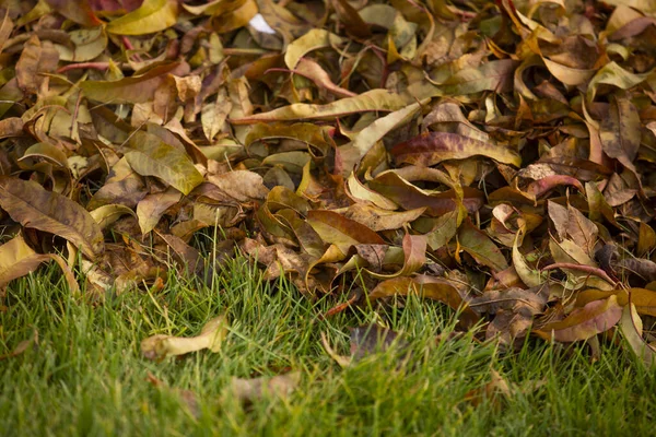 Closeup Autumn Leaves Colorful Autumn Foliage — Stock Photo, Image