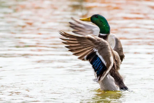 Canard Colvert Qui Décolle Lac Dans Son Habitat Naturel — Photo