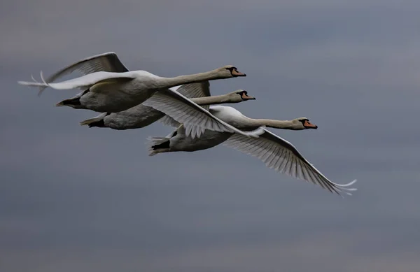 Closeup White Swans Flying — 图库照片