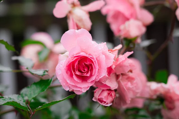 Крупним Планом Знімок Красивих Рожевих Троянд Краплями Роси Саду — стокове фото
