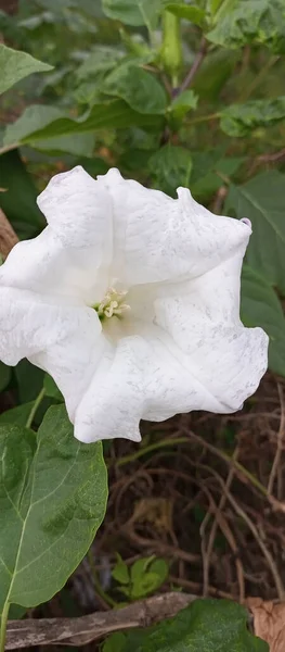 Closeup Beautiful White Datura Flower Garden — Zdjęcie stockowe