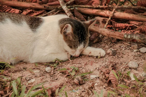 Close Cute Sleepy White Brown Cat Laying Rocky Ground Stones — Fotografia de Stock