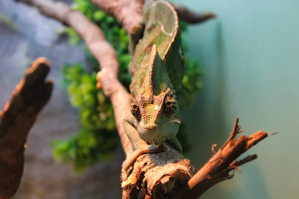 Zbliżenie Ujęcia Zielonego Kameleona Terrarium — Zdjęcie stockowe